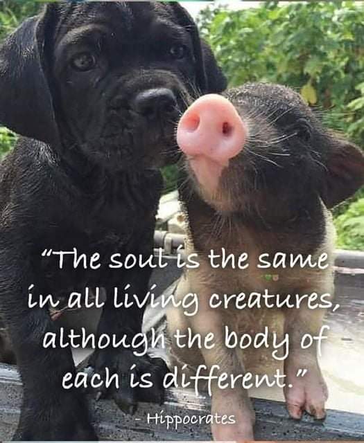 So precious. 🐽🐶
#vegan for them. 💞