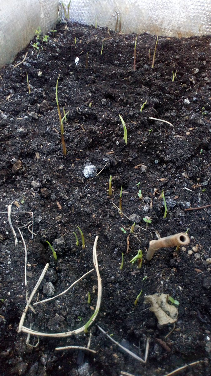 gardenjoan's tweet photo. Perrenial tropical ginger the ones in the insulated tunnel is always faster than the ones in the insulated garden box. They will soon catch up and give a great stem harvest in the interim https://t.co/JPwYMKv1pS