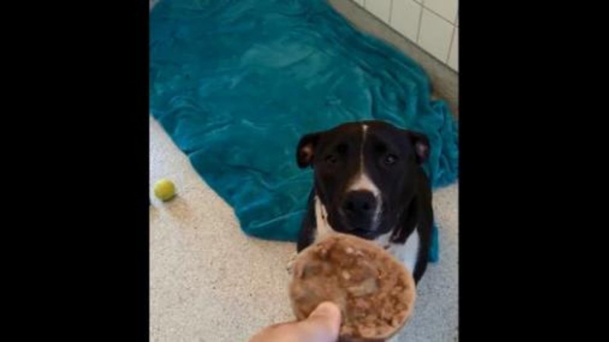Dog_express's tweet photo. Cute shelter dogs enjoy delicious treats. Wholesome videos are a treat for people. 🙂

https://t.co/mOLk4g1HuR

#Dogexpress #Dogvideo #Dognews #Doglovers #Shelterdogs #Dogowners #Dogfood #Dogtreats #Dogenjoy #Cutedog #Shelterdog #Dogsforlife #Covid_19 https://t.co/ZI39GKxwey