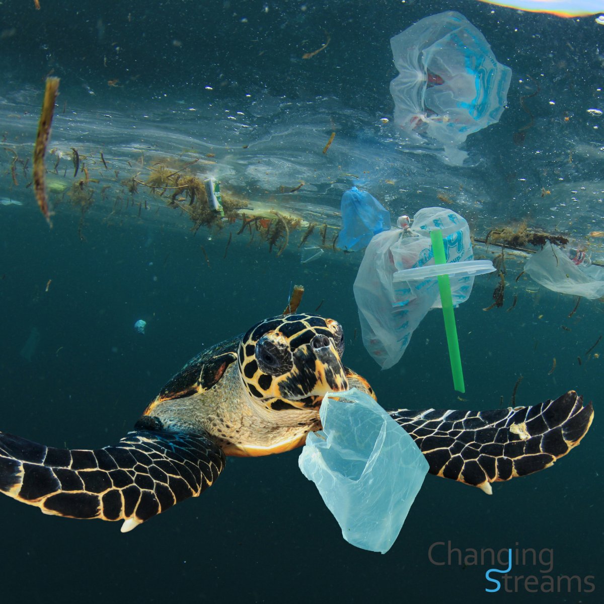 changingstreams's tweet photo. At Changing Streams, we believe in a world where humanity can be less dependent on plastics and can reduce the amount produced on a global scale.
Be sure to read more about us and our mission on our website: https://t.co/OfqGO6jrnE
#changingstreams #plasticcrisis #plastics https://t.co/OQRdYbafM3