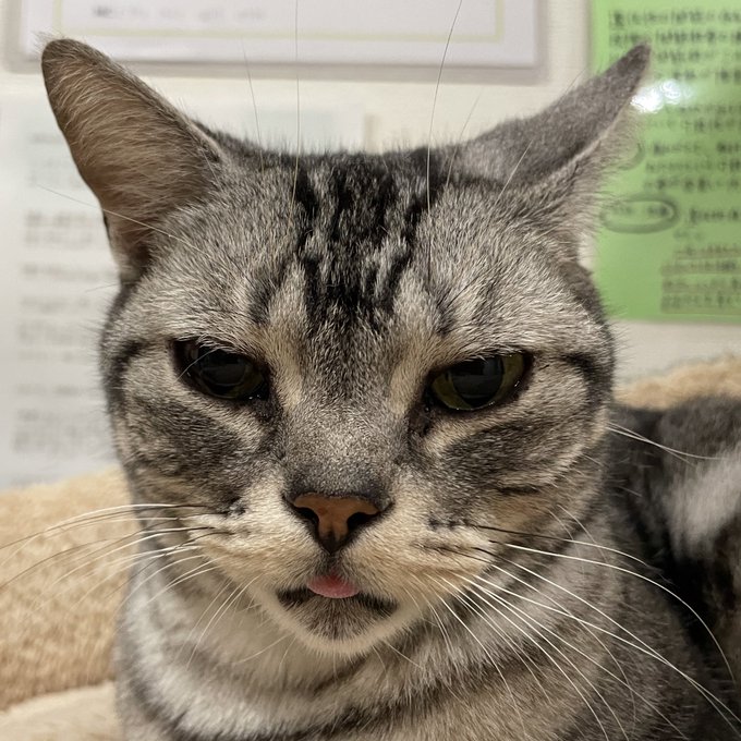 アメリカンショートヘアのtwitterイラスト検索結果 古い順