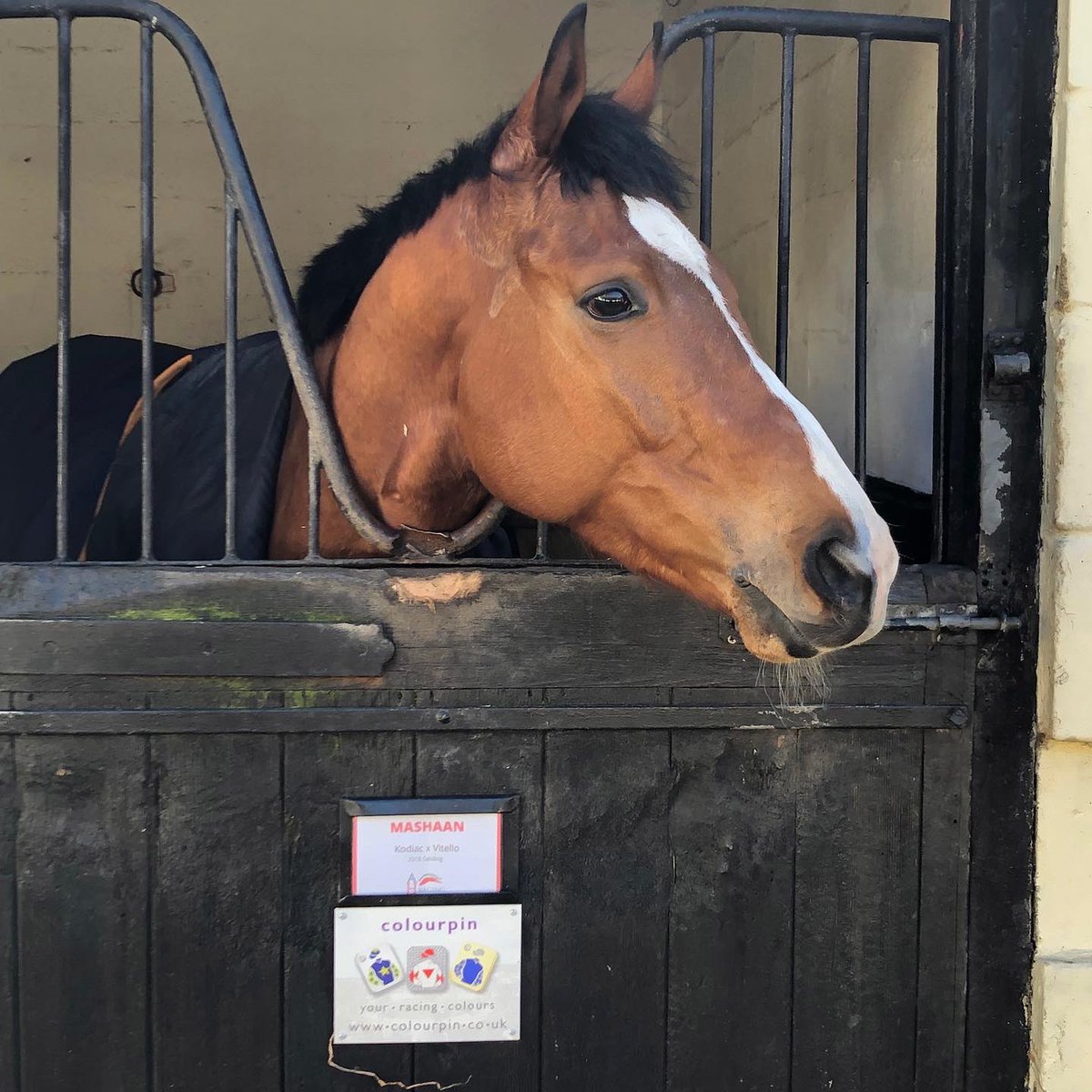 Colourpin1's tweet photo. Good luck to Maysong and Mashaan running at @chepstowracecourse today 🎉🐎
@kieran6481 @alicehaynesracing https://t.co/dj7Lj5cssW