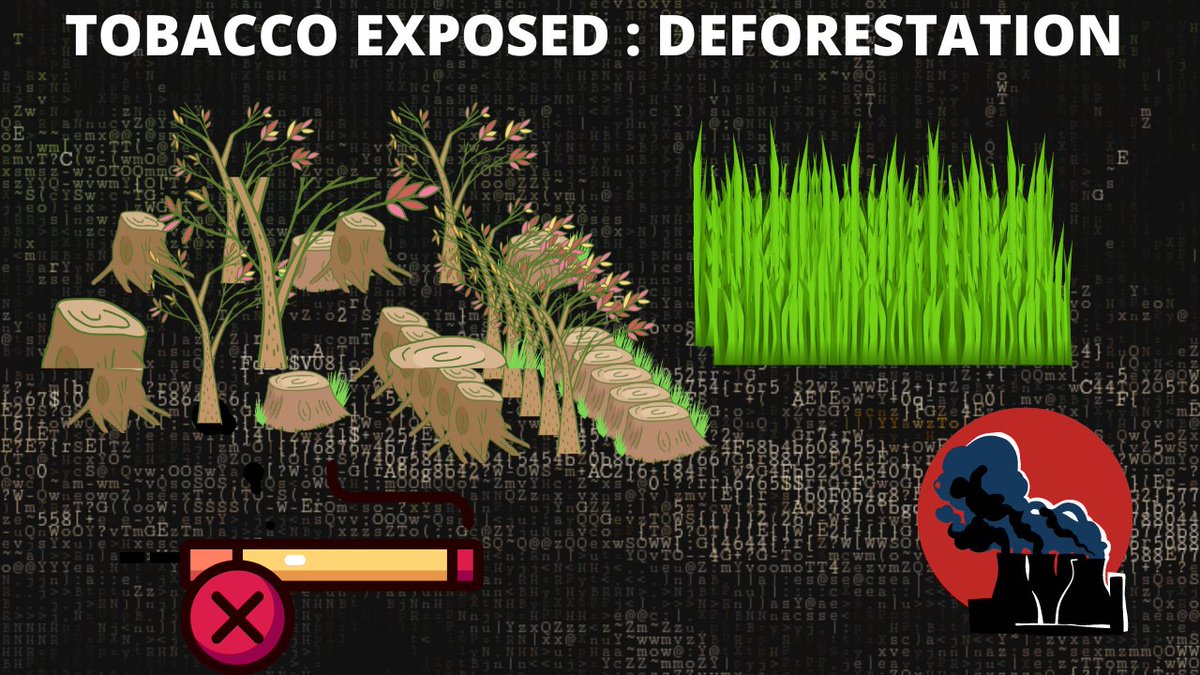 DFHRC's tweet photo. Tobacco growing and curing are both direct causes of #deforestation, because forests are cleared for tobacco plantation and wood is burned to cure tobacco. Deforestation is the cause of #climatechange,soil erosion and  reduced soil fertility #TobaccoExposed https://t.co/XkKnS81BDu