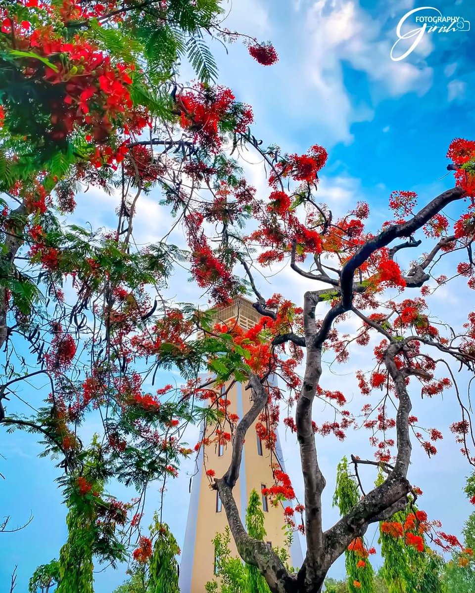 RONBupdates's tweet photo. गुलमोहर रुख र नेपथ्यमा सुर्खेत,घण्टाघरको सुन्दर तस्वीर ❤️

Pic. girishfotography https://t.co/GJi7gYGjOK