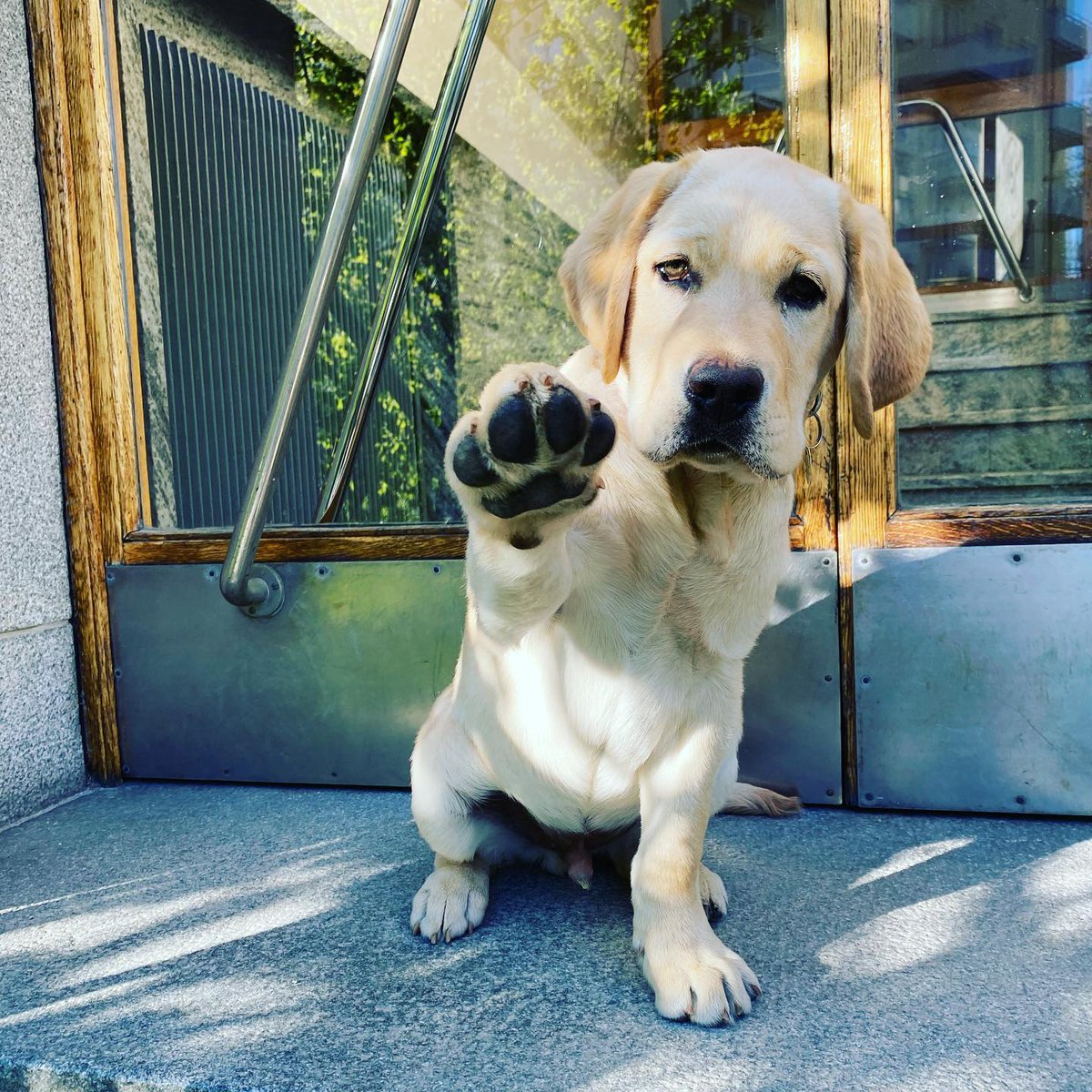 LabradorsBuddy's tweet photo. RT

Stoppa hostan! Tycker så synd om lilla plutten så åkt på kennelhosta 🥲

#labradorbrasil
#chocolatelabrador
#labradornegro
#labrador_retriever
#labradorretrieversofinstagram
#labradorretrieverpuppies
#labradorsbuddy https://t.co/TUsFaqbxPz