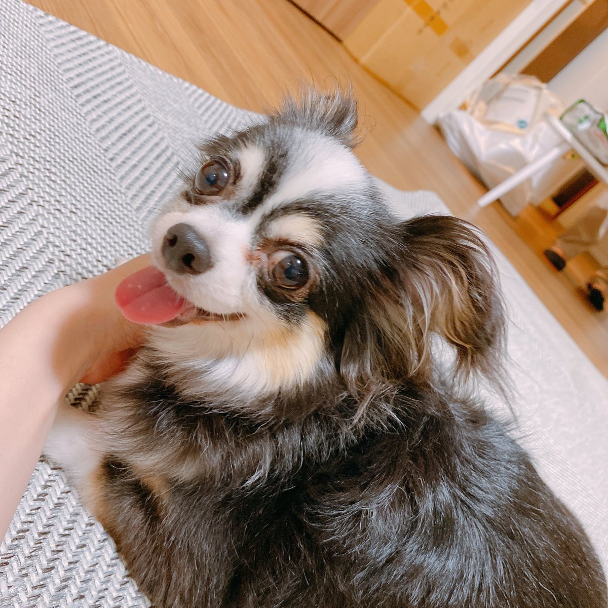 Ohagi0621's tweet photo. #保護犬カフェ西八王子店 
遅ればせながらお疲れさまでした。おはぎちゃんと出会わせていただきありがとうございました😭💕
閉店前に遊びに行く予定が、体調を崩し叶わなかったことが悔やまれる…
写真はおうちの子初日のおはぎちゃん🐶
#元保護犬 #チワワ https://t.co/vQyyGnMhEv