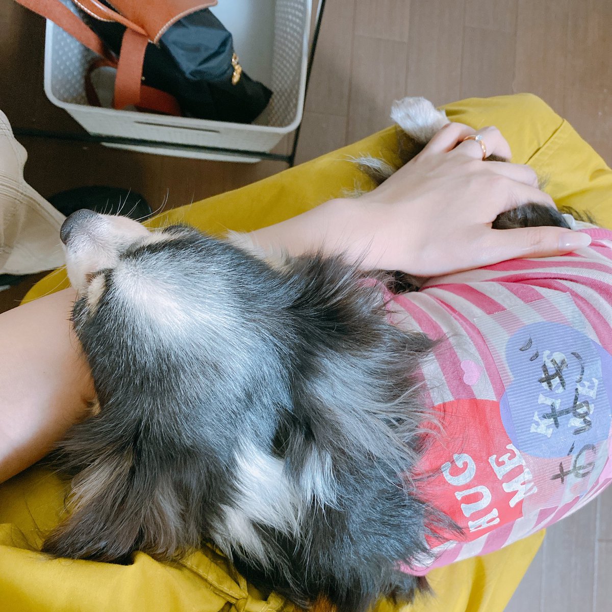 Ohagi0621's tweet photo. #保護犬カフェ西八王子店 
遅ればせながらお疲れさまでした。おはぎちゃんと出会わせていただきありがとうございました😭💕
閉店前に遊びに行く予定が、体調を崩し叶わなかったことが悔やまれる…
写真はおうちの子初日のおはぎちゃん🐶
#元保護犬 #チワワ https://t.co/vQyyGnMhEv