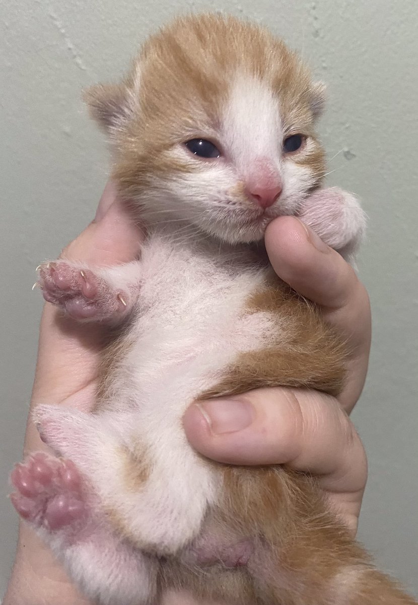 AJRhodesWriter's tweet photo. While querying I’m preparing to begin a new manuscript. I’ve a number of ideas but undecided on which to invest my time in. Would anyone in a similar position care to swap ideas and act as a sounding board? If not please retweet? In return here’s a kitten pic! #WritingCommunity https://t.co/Gx0fVCBO6t