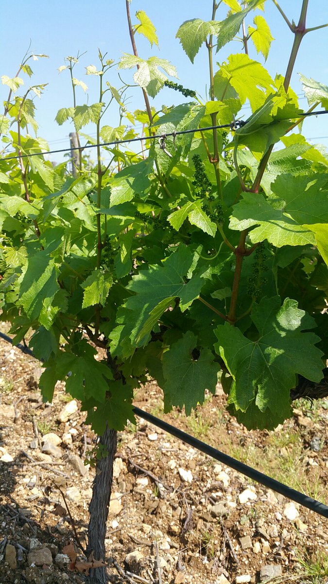 Ruth Simpson tweet media