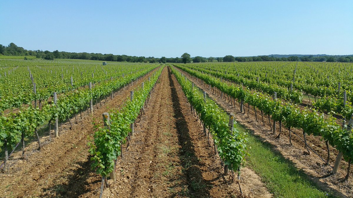 Ruth Simpson tweet media