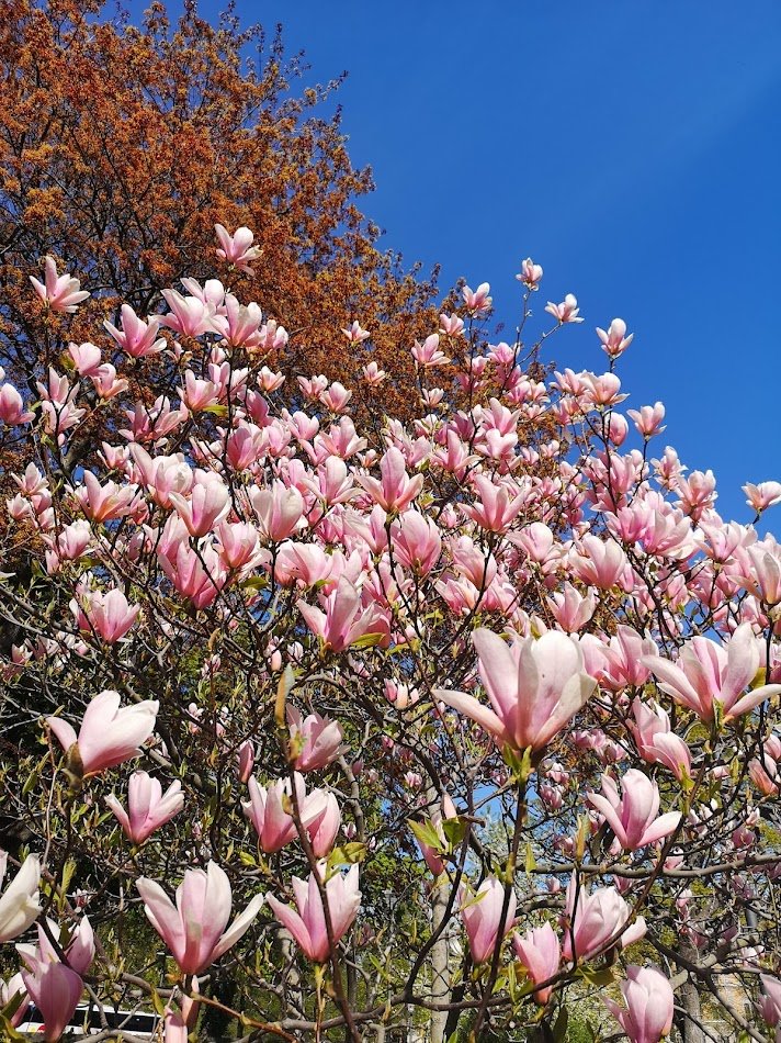 strom_tuula's tweet photo. Dressed in pink.
#trees #NordicSpring https://t.co/g91IhnKAb8