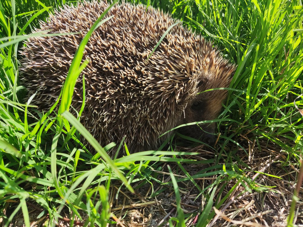 LilouKaboom's tweet photo. Tendre visiteur dans notre jardin ...
#herisson #hérisson #hedgedog #jardin #visite #cute #mignon https://t.co/2ZaGP5zL6k