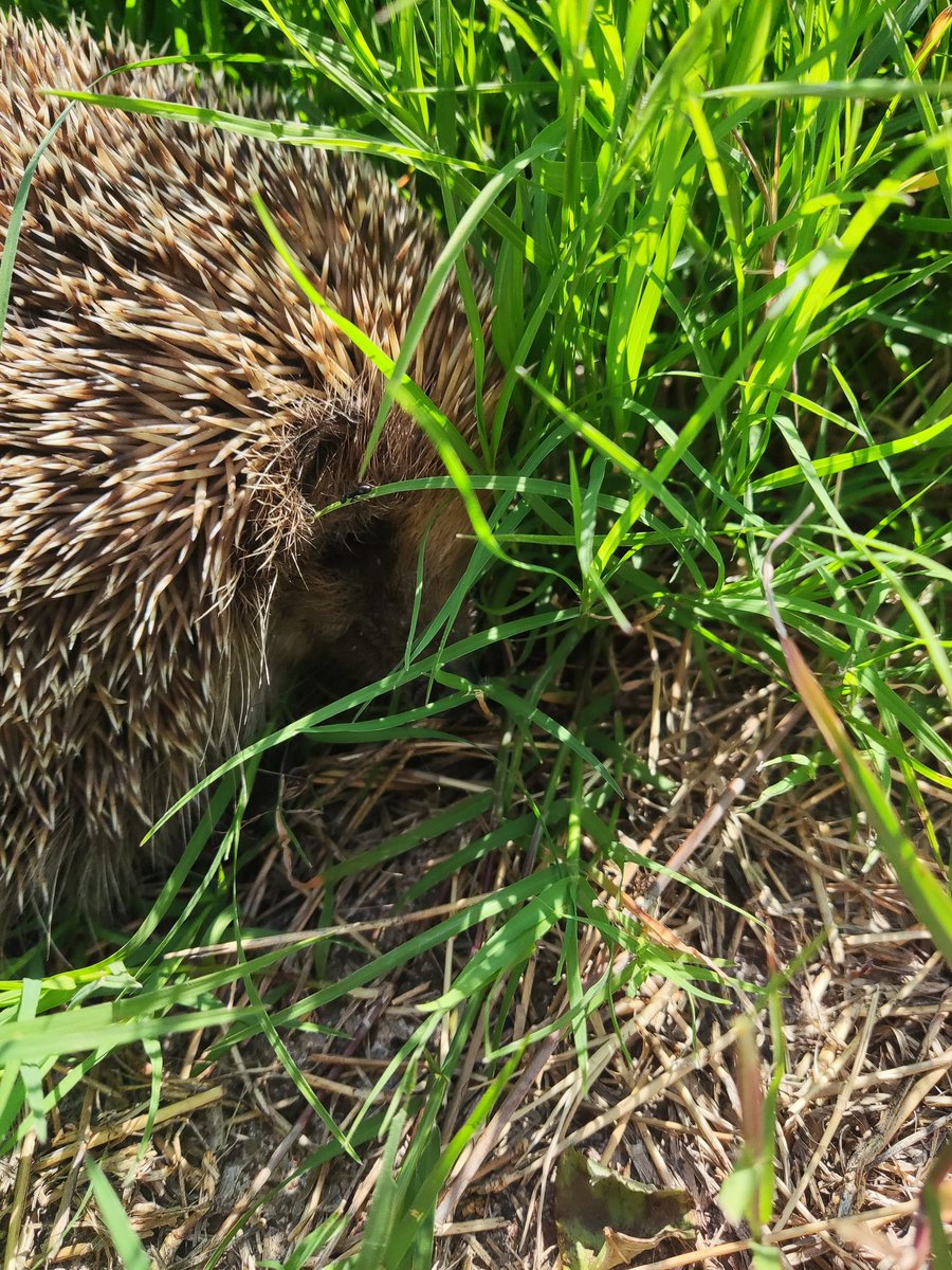 LilouKaboom's tweet photo. Tendre visiteur dans notre jardin ...
#herisson #hérisson #hedgedog #jardin #visite #cute #mignon https://t.co/2ZaGP5zL6k