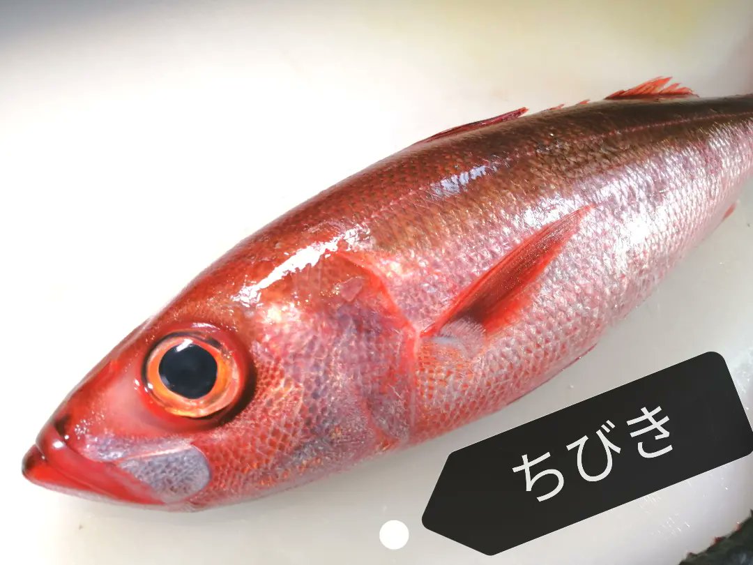 旬鮮酒場nobu お魚入荷しました テレビで放送された未利用魚も キハタ ちびき カワハギ さごち 黒鯛 いなだ むじょか生さば 真牡蠣 旬鮮酒場nobu 海鮮居酒屋 小田急相模原 グルメ 刺身 未利用魚のカルパッチョ 未利用魚が食べたい 未