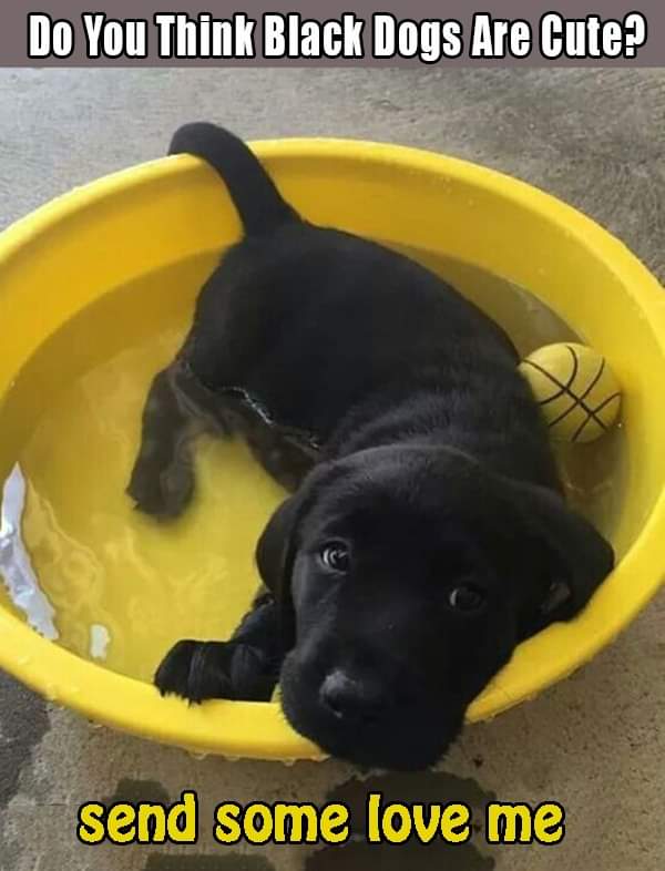 Do you think black dogs are cute ? Send some love me ❤❤