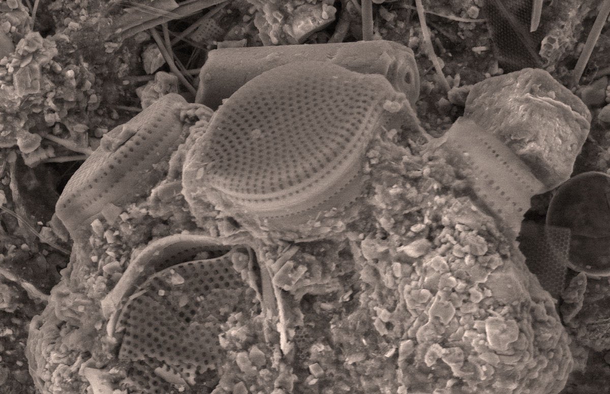 Biosit (@biosit2) on Twitter photo 📣 Journée Bio-imagerie "La microscopie électronique en sciences de la vie" de @Biogenouest
👉 le 23 juin à Oniris, Nantes
✒️ inscription gratuite : bit.ly/3kYqceu
MRic et <a href="/PRISM_plateform/">Plateforme Recherche Imagerie Spectroscopie- PRISM</a> présenteront leur savoir faire le 23 juin à Nantes bit.ly/3FvZTWa 📣 Journée Bio-imagerie "La microscopie électronique en sciences de la vie" de @Biogenouest
👉 le 23 juin à Oniris, Nantes
✒️ inscription gratuite : bit.ly/3kYqceu
MRic et <a href="/PRISM_plateform/">Plateforme Recherche Imagerie Spectroscopie- PRISM</a> présenteront leur savoir faire le 23 juin à Nantes bit.ly/3FvZTWa