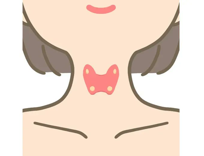 看護roo 公式 かんごるー Twitterissa 甲状腺と副甲状腺のイラスト ないかなぁ W どうぞ 勉強会にも使えるよ フリーイラスト フリー素材 作 Kangoshi Illust 看護師 イラスト集 甲状腺 とその後面にある副甲状腺のイラスト