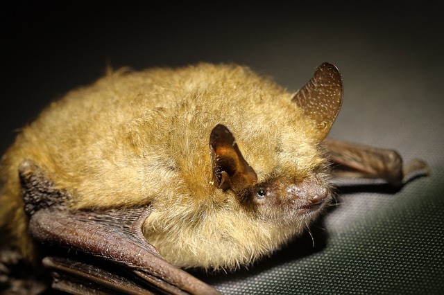 GIRCOR's tweet photo. ⚠️🚨 #Zoonose 🦇: une étude confirme que la chauve-souris de Schreiber est un hôte du filovirus Lloviu #LLOV , proche d' #ebola et déjà confirmé en Espagne en en Hongrie depuis 2002. 
L'étude confirme ses propriétés zoonotiques

https://t.co/Y26AzfBTW7 https://t.co/wrcBObsD8E