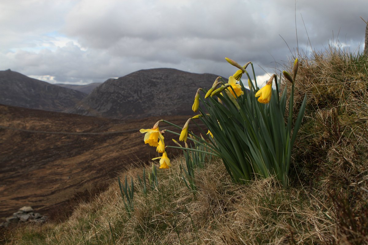 A wee surprise up the Mourne Mountains