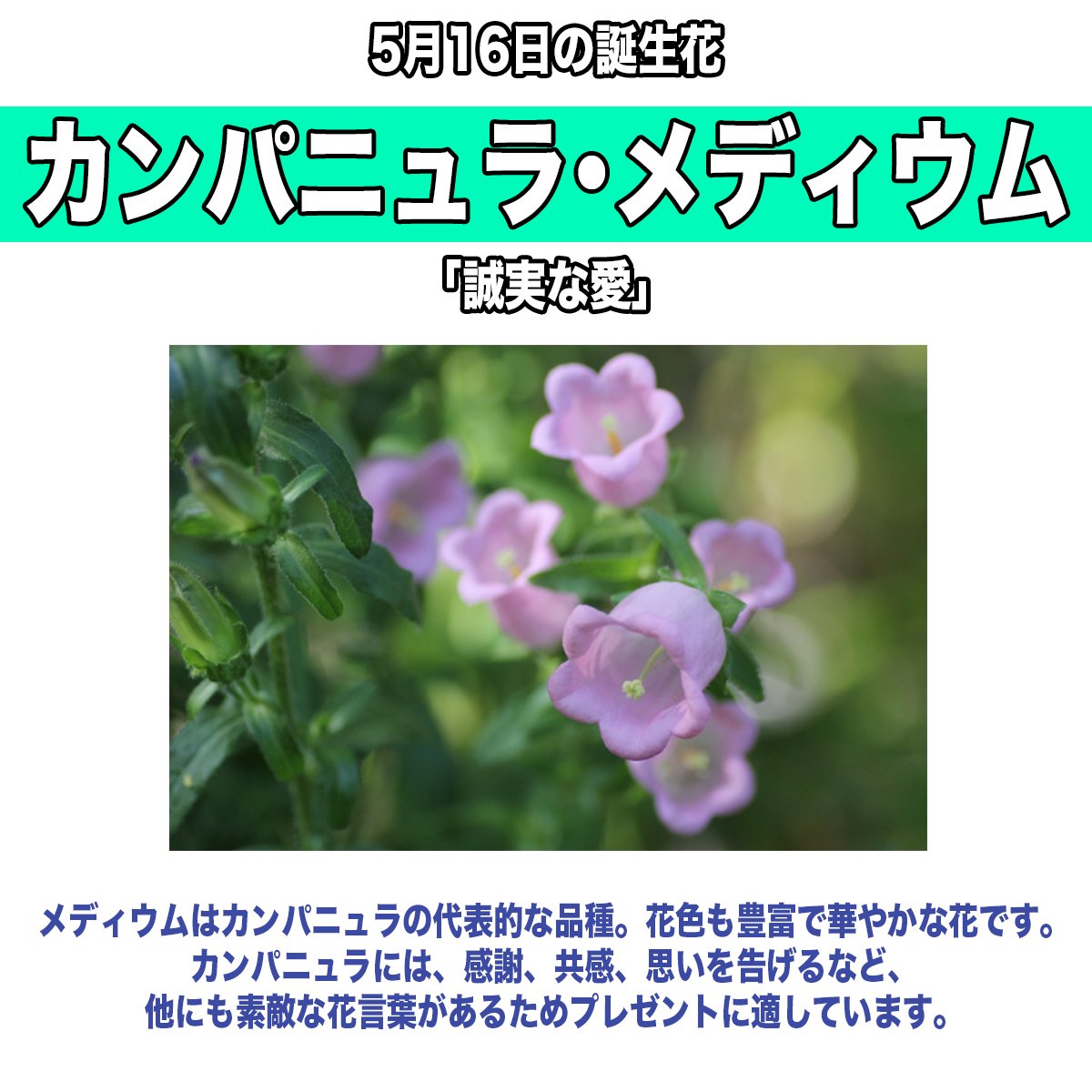 Hint Pot ヒントポット 5月16日生まれの方 お誕生日おめでとうございます 誕生花はカンパニュラ メディウム 花言葉は 誠実な愛 同じ誕生日の有名人は ジャネット ジャクソン さん 酒井彩名 さん 関ジャニ 大倉忠義 さん