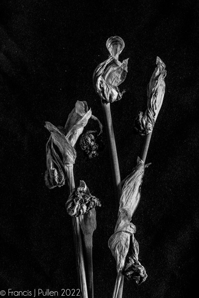 FrancisPullen's tweet photo. Inspired by the flower photography craft of @JevonCarey I saw beauty in these faded and curled Iris blooms in my garden. Give them a click : )
#irises #fadedblooms #deadnotdead #flowers #blackandwhitephotography https://t.co/wnsWbe1vSS
