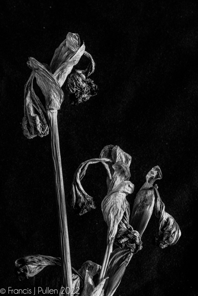 FrancisPullen's tweet photo. Inspired by the flower photography craft of @JevonCarey I saw beauty in these faded and curled Iris blooms in my garden. Give them a click : )
#irises #fadedblooms #deadnotdead #flowers #blackandwhitephotography https://t.co/wnsWbe1vSS