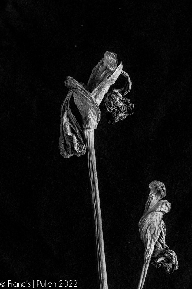 FrancisPullen's tweet photo. Inspired by the flower photography craft of @JevonCarey I saw beauty in these faded and curled Iris blooms in my garden. Give them a click : )
#irises #fadedblooms #deadnotdead #flowers #blackandwhitephotography https://t.co/wnsWbe1vSS