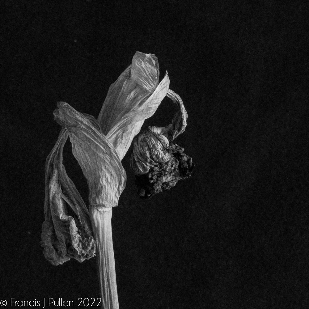 FrancisPullen's tweet photo. Inspired by the flower photography craft of @JevonCarey I saw beauty in these faded and curled Iris blooms in my garden. Give them a click : )
#irises #fadedblooms #deadnotdead #flowers #blackandwhitephotography https://t.co/wnsWbe1vSS