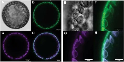 JXBot's tweet photo. #Mesophyll conductance is unaffected by expression of #Arabidopsis PIP1 #aquaporins in the plasmalemma of #Nicotiana https://t.co/BcV1br2Mf7 Victoria Clarke, A De Rosa, Baxter Massey, Aleu Mani George, John R Evans @SvonCaemmerer
& Michael Groszmann @TurboPlants
#openaccess https://t.co/PV64r9H7Mp