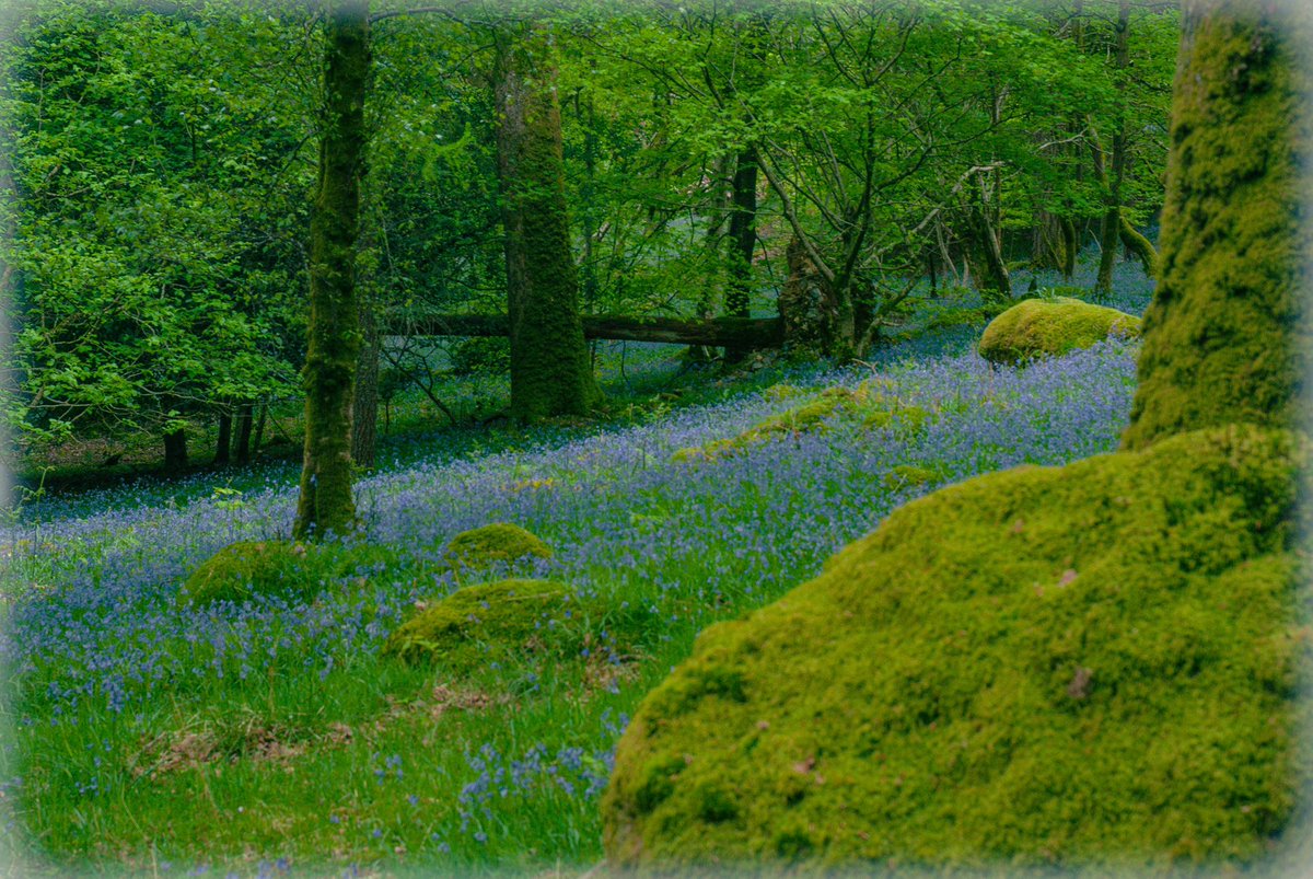 Bluebells at Brandlehow Woods Keswick #Bluebells #bluebellseason #carpetofbluebells #woodlandwalks #woodland #woodlandtrust #canopyoftrees #tree #nature #NaturePhotography #moss #greenery #spring #cumbria #keswick #lakedistrict #nationaltrust #uk #placeoftheday #exploringbritain