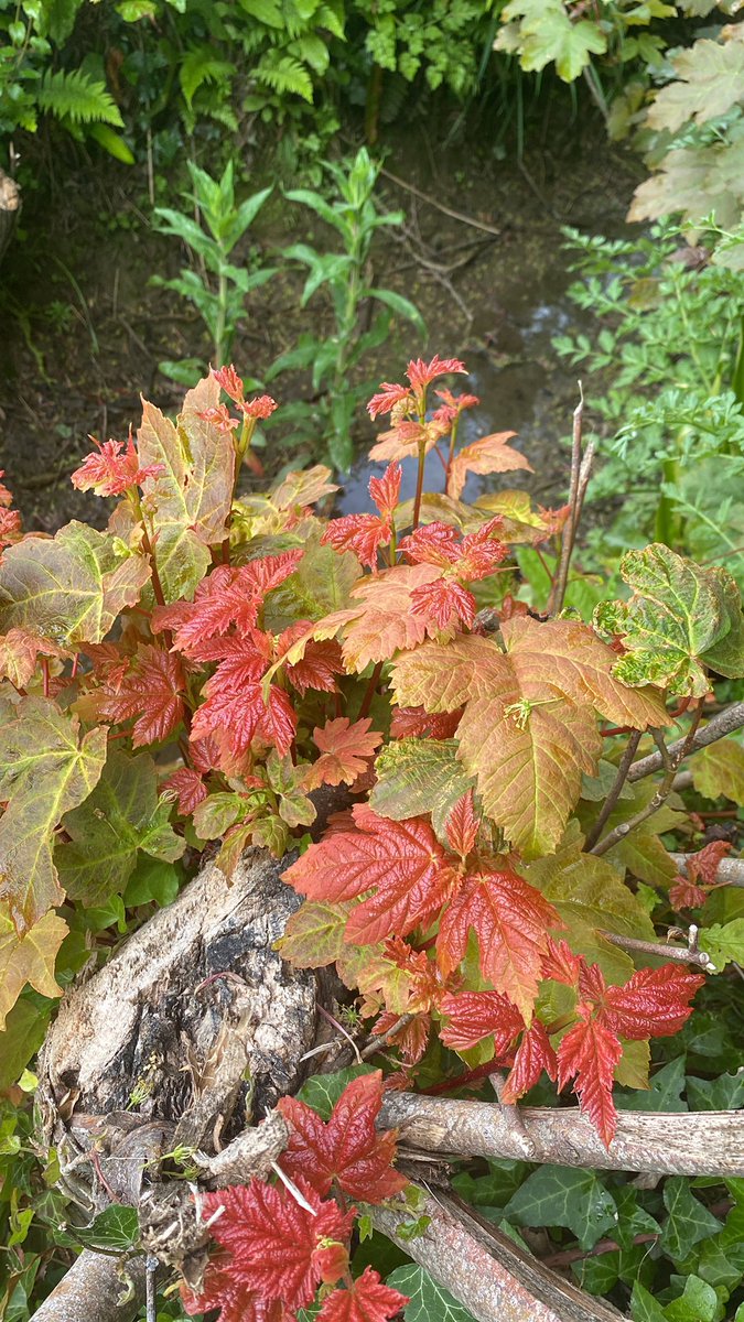 AlanEDown's tweet photo. Interesting how colourful regrowth from heavily #pollarded sycamore can be! @TrooperSnooks @treesforever393 https://t.co/SPrr8ouUMv