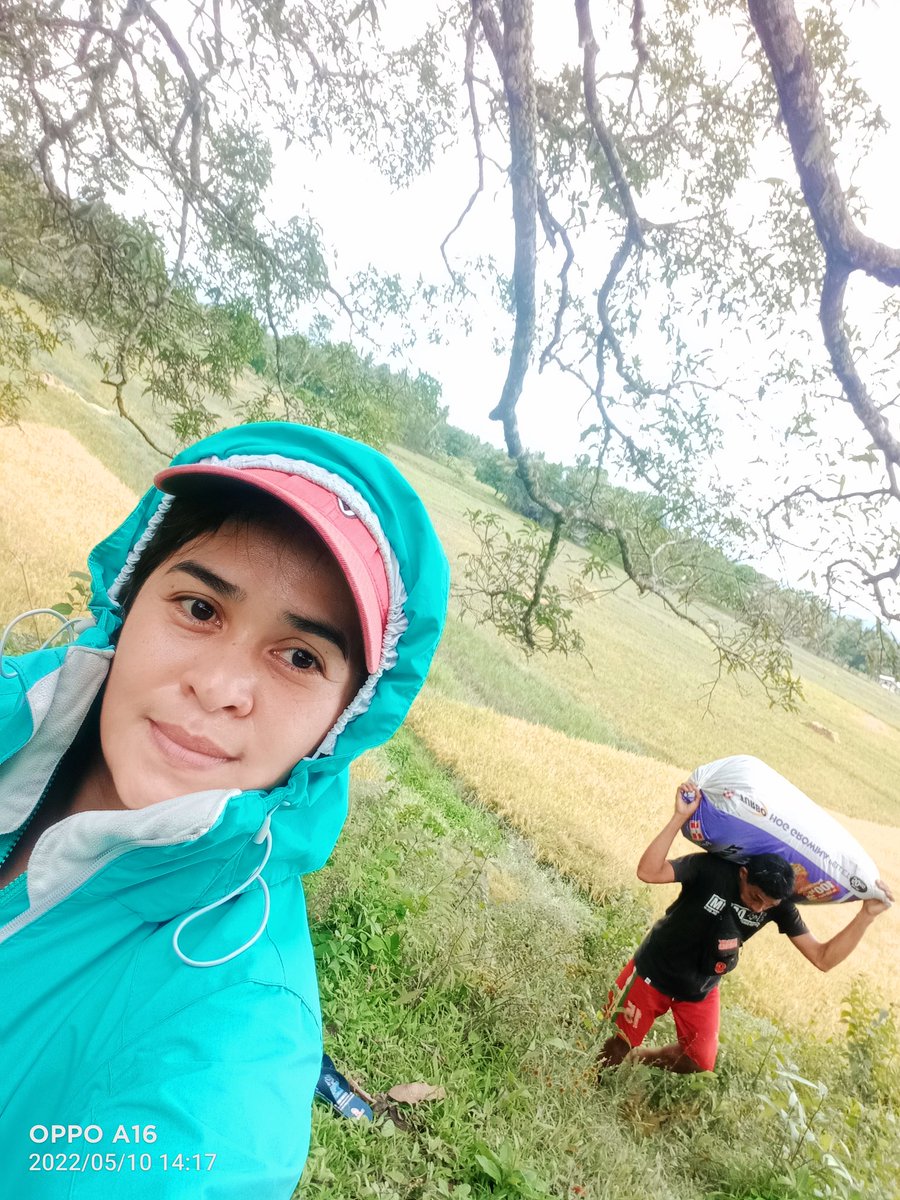 JingleCarcellar's tweet photo. Thank you God for the blessing
Harvest the 🌾🍚🍚🌾 https://t.co/e6pSCqp05S