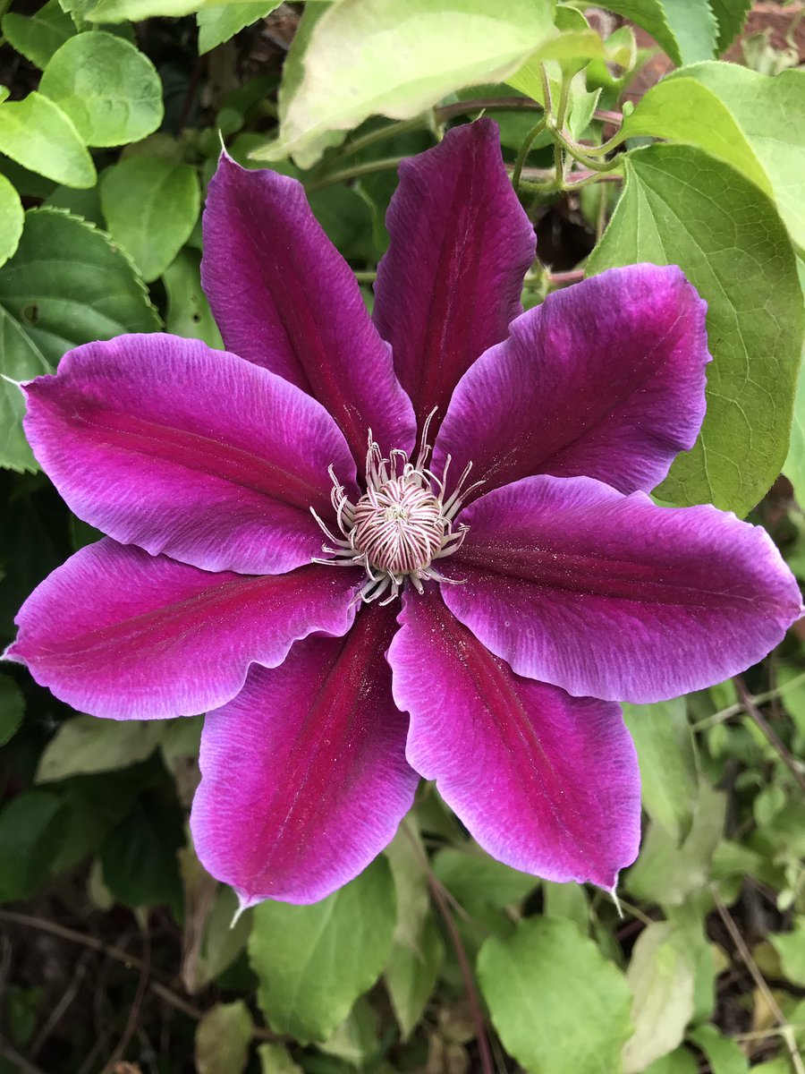 Beautiful Clematis x jackmanii