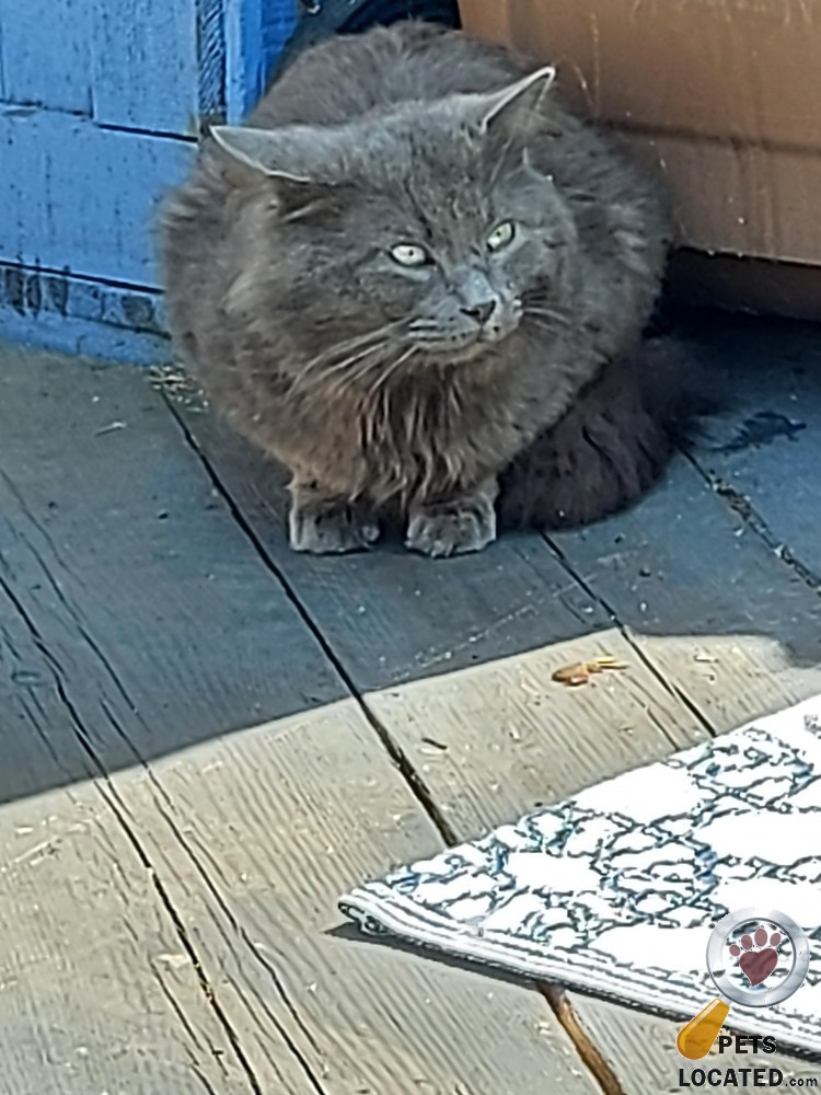 PetsLocated's tweet photo. Grey/Blue Cat found in Stevenage (SG2) on 1st May 2022 #foundcats #foundpets #animalrescue https://t.co/XgTwPSCkqb https://t.co/nTUEzqSaNv