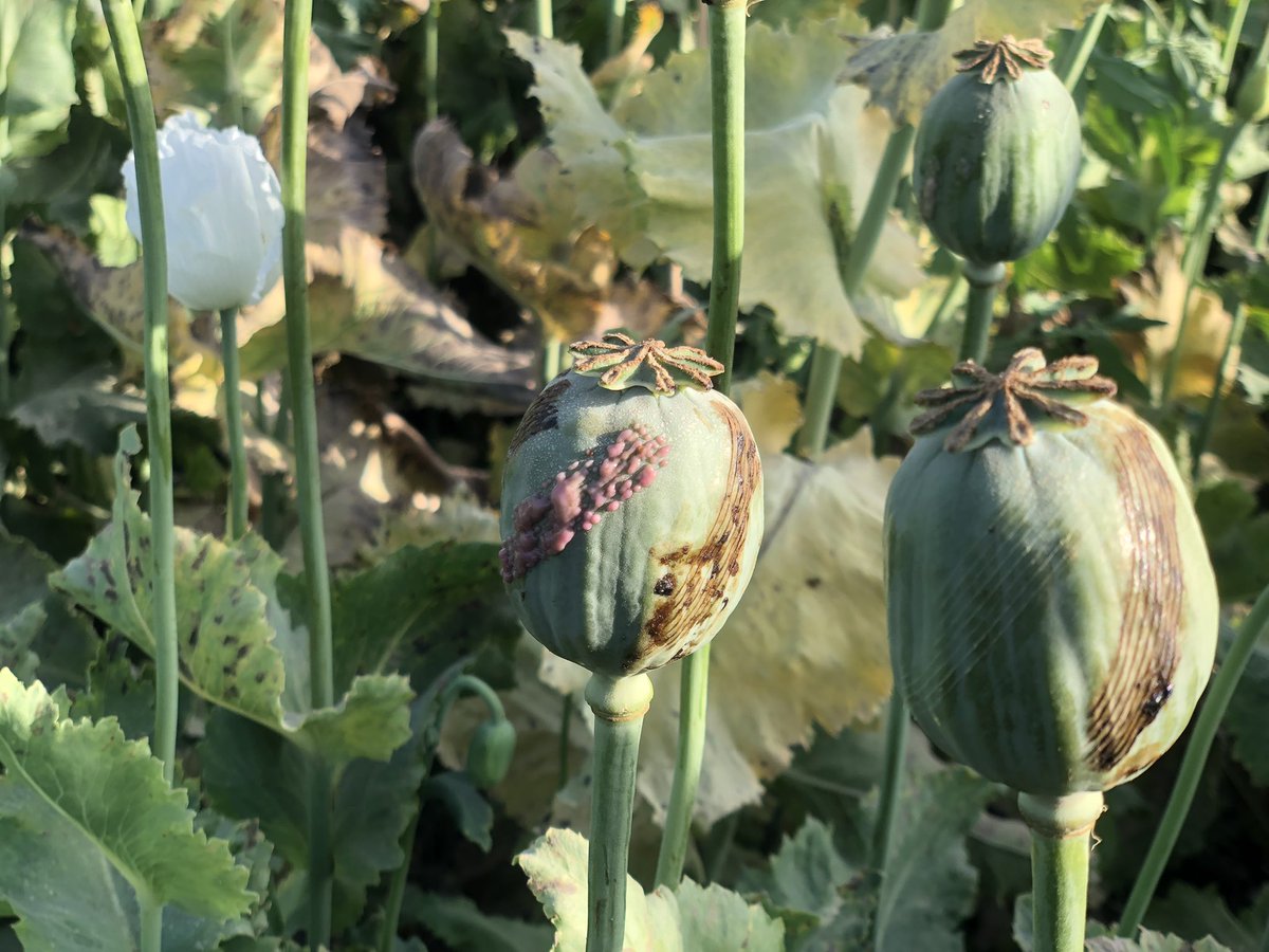 jagodagrondecka's tweet photo. dla @gazeta_wyborcza z #MusaQala, #Helmand o talibskim zakazie uprawy maku i o tym, jak wygląda w rzeczywistości - czyli nijak https://t.co/VhAAno1Nec https://t.co/cCcucTCu4O