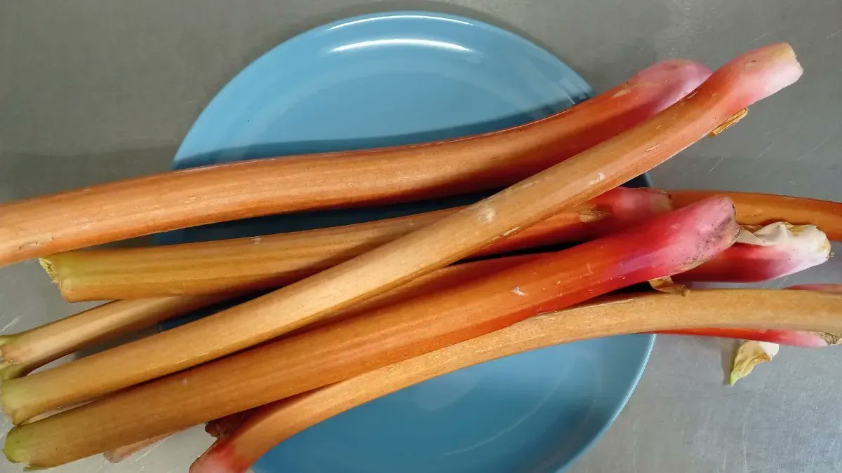 johnstkitchen's tweet photo. Brian the decorator at @HarlandWorks brought us this lovely early forced rhubarb from his #allotment. It was 😋 thank you! #DidYouKnow rhubarb's a veg not a fruit. So there you go.
#lessonfortheday https://t.co/HG4ivLouOw