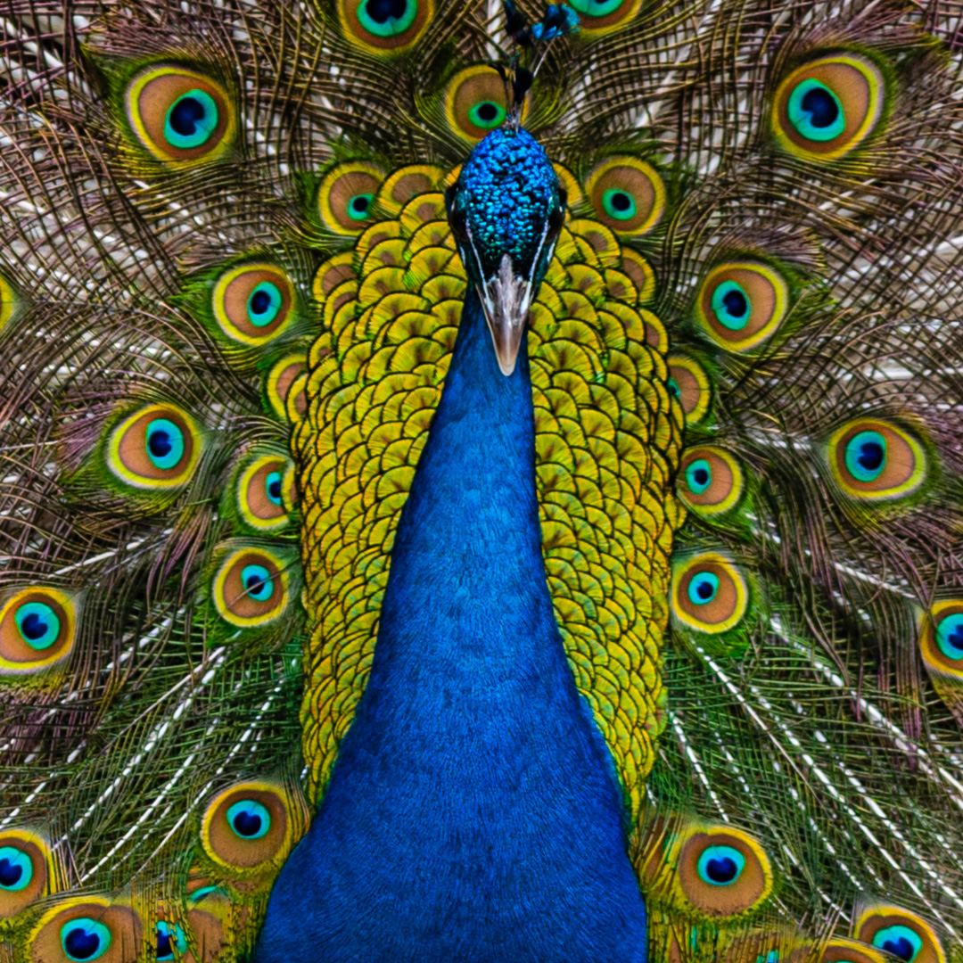 GfcPhoto's tweet photo. The Peafowl of @NewbridgeHF strutting their stuff.  Normally the hens don't get a look in...
#peacock #birds #photography #colour https://t.co/R781DRWqxb