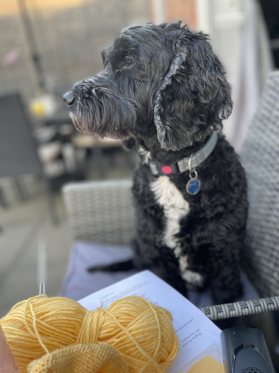 <a href="/DogsTrust/">Dogs Trust 💛🐶</a> He’s always by my side, unconditional love