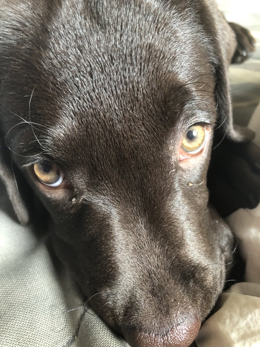 #doggo #baby #chocolat #adorable