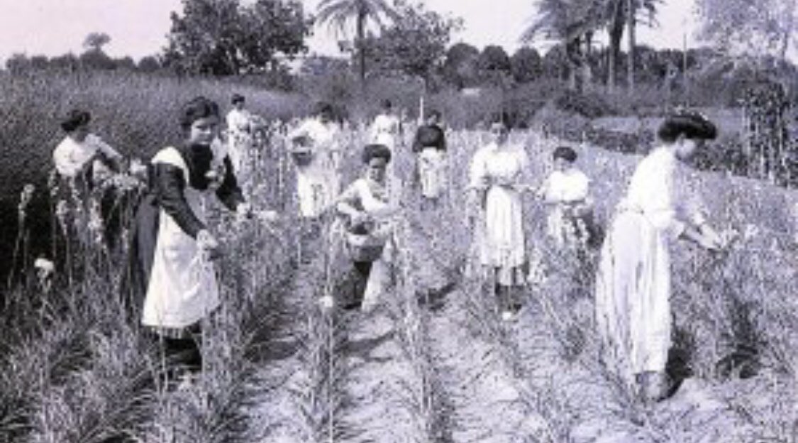 ValeroBlass's tweet photo. #GentdElx El 26 de febrer de 1874 va ser nomenat Jardiner Major del Botànic de València. Va publicar articles sobre botànica a les Províncies i treballs històrics i arqueològics en els toms XIII i XIV del Butlletí de la Reial Acadèmia de la Història, de la qual va ser acadèmic https://t.co/PW9xF3PhEs