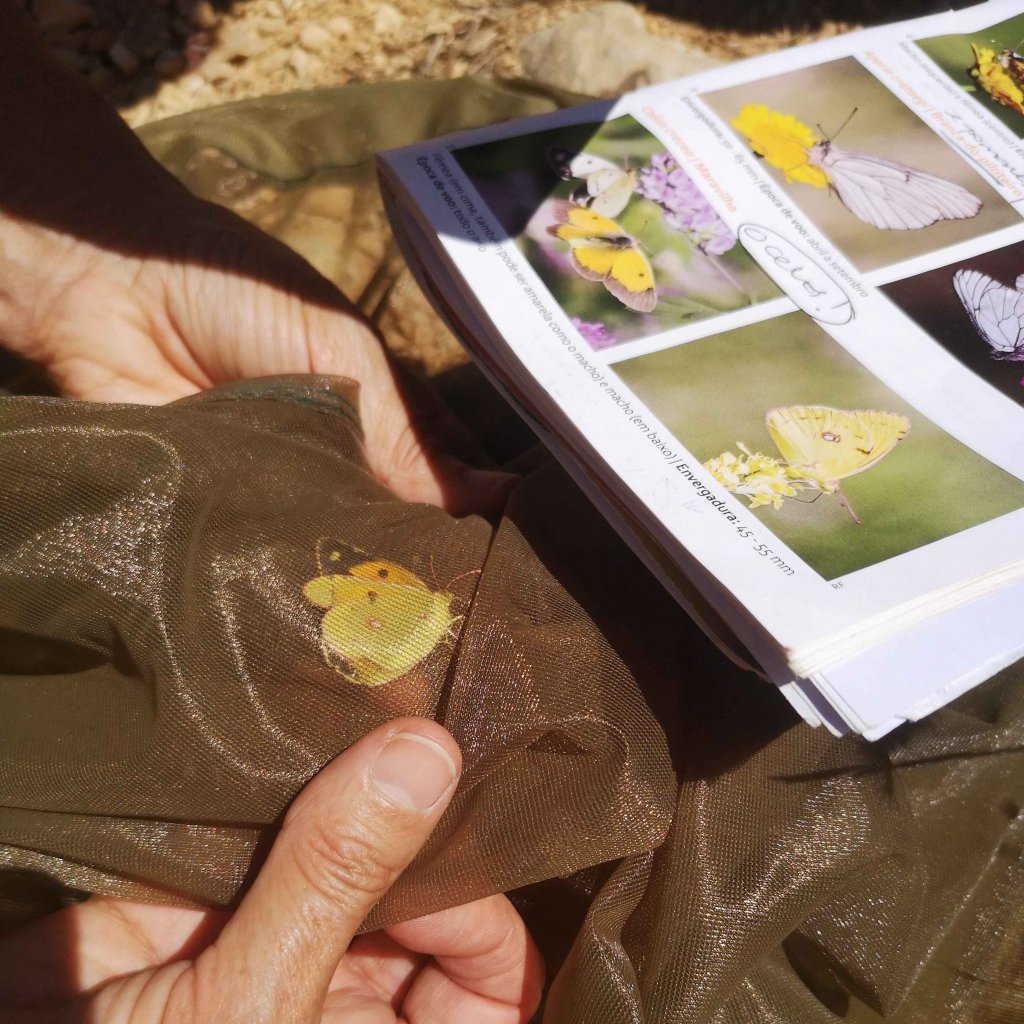BC Europe (@europebutterfly) on Twitter photo We could not have built this database without all the #volunteers, coordinators and many people involved with passion๐So if you wonder what the point is of #countingbutterflies, be assured that you are not alone, your data do something bigger and help us to protect butterflies! We could not have built this database without all the #volunteers, coordinators and many people involved with passion๐So if you wonder what the point is of #countingbutterflies, be assured that you are not alone, your data do something bigger and help us to protect butterflies!