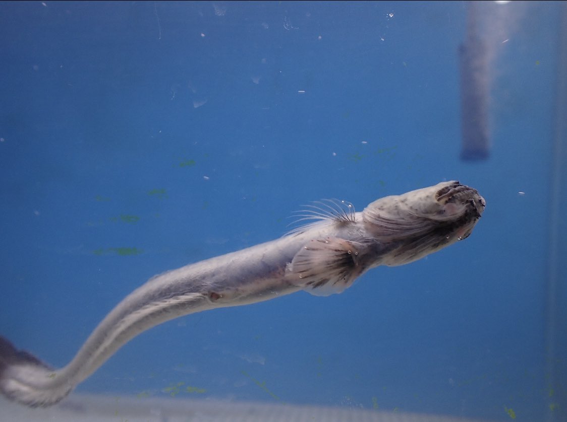 やながわ有明海水族館 キモカワだのエイリアンだの最終兵器だのとんでもないあだ名が沢山あるワラスボ 最終兵器 水槽ではじっとしていると思いきや結構泳いでます T Co 0kas6siflc Twitter やながわ有明海水族館 キモカワだのエイリアンだの最終兵器だのとんでもないあだ名が沢山あるワラスボ 最終兵器 水槽ではじっとしていると思いきや結構泳いでます T Co 0kas6siflc Twitter