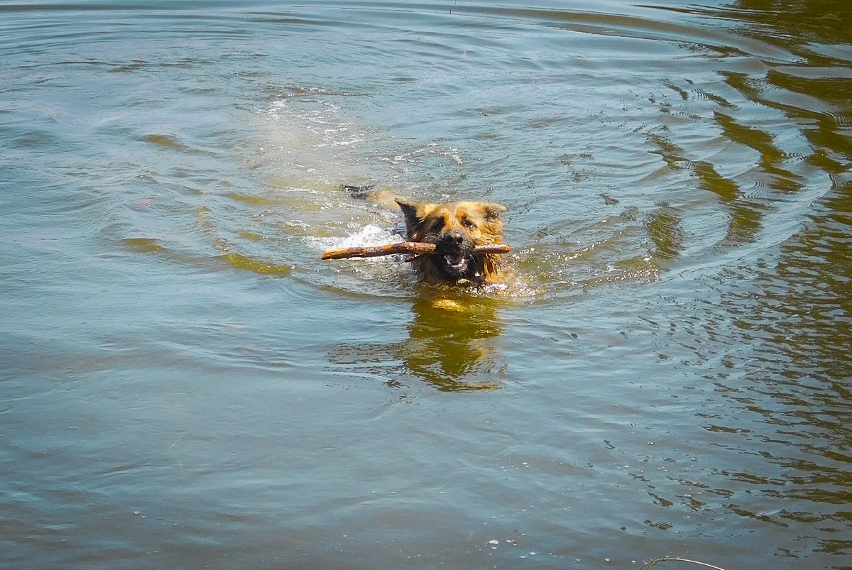 Jojo_audio's tweet photo. Took the doggo swimming the other day. https://t.co/Ty8VyFJSae