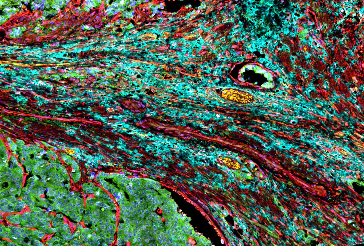 Weill Cornell Medicine tweet media