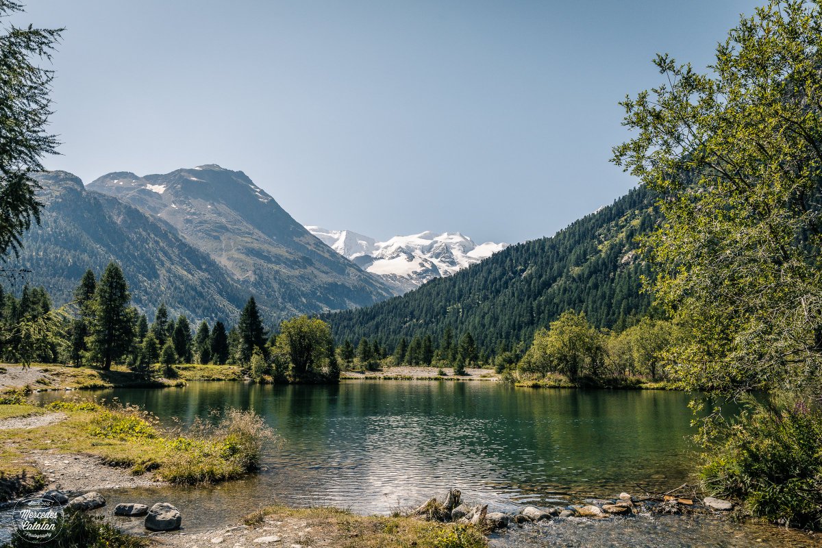 Mercedescatalan's tweet photo. Summer in Morteratsch

https://t.co/MAHRq7BFUq

@MySwitzerland_e #landscape #summer #nature #engadin #pontresina #graubunden #swissalps #inlovewithswitzerland #photography #travelphotography #thephotohour @CanonEspana #lifeforthestory #eos5dMarkIV https://t.co/Csq9YEPpzv