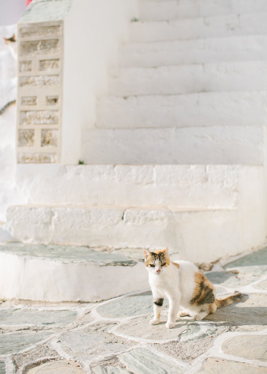 StorytellingWed's tweet photo. #storytellings_weddings #storytelling_weddings #weddingplanner #weddingplanning #folegandros #folegandrosweddings #folegandroswedding #weddingday #weddingphotography #love #weddinggreekisland #weddingdayphotos #weddingdaystory #weddingdaybliss #weddingdetails #sea #sun https://t.co/IjZX8HJD9x