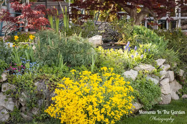 MomentsintheG's tweet photo. My rockery garden mainly has early spring flowering plants.  Not surprising then that it is in full bloom now.  An array of rockery plants, muscari, forget-me-not..the list goes on.  #rockerygarden #rockeryplants #springflowering #springblooms   #momentsinthegardenphotography https://t.co/yfIbHYNKXH