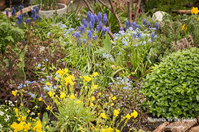 MomentsintheG's tweet photo. My rockery garden mainly has early spring flowering plants.  Not surprising then that it is in full bloom now.  An array of rockery plants, muscari, forget-me-not..the list goes on.  #rockerygarden #rockeryplants #springflowering #springblooms   #momentsinthegardenphotography https://t.co/yfIbHYNKXH