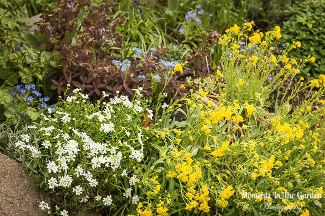 MomentsintheG's tweet photo. My rockery garden mainly has early spring flowering plants.  Not surprising then that it is in full bloom now.  An array of rockery plants, muscari, forget-me-not..the list goes on.  #rockerygarden #rockeryplants #springflowering #springblooms   #momentsinthegardenphotography https://t.co/yfIbHYNKXH