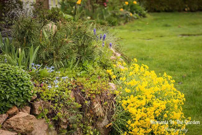 MomentsintheG's tweet photo. My rockery garden mainly has early spring flowering plants.  Not surprising then that it is in full bloom now.  An array of rockery plants, muscari, forget-me-not..the list goes on.  #rockerygarden #rockeryplants #springflowering #springblooms   #momentsinthegardenphotography https://t.co/yfIbHYNKXH